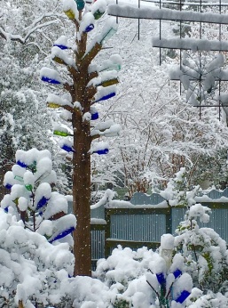 Bottle Tree in Snow