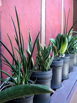 Durable Sansevieria comes in many forms