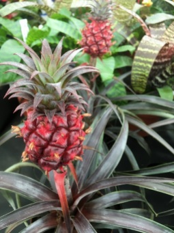 Tempted by colorful dwarf pineapples