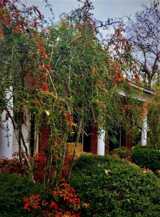 Weeping Yaupon Holly in Winter