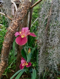 Lousiana iris and Spanish moss in Felder stumpery