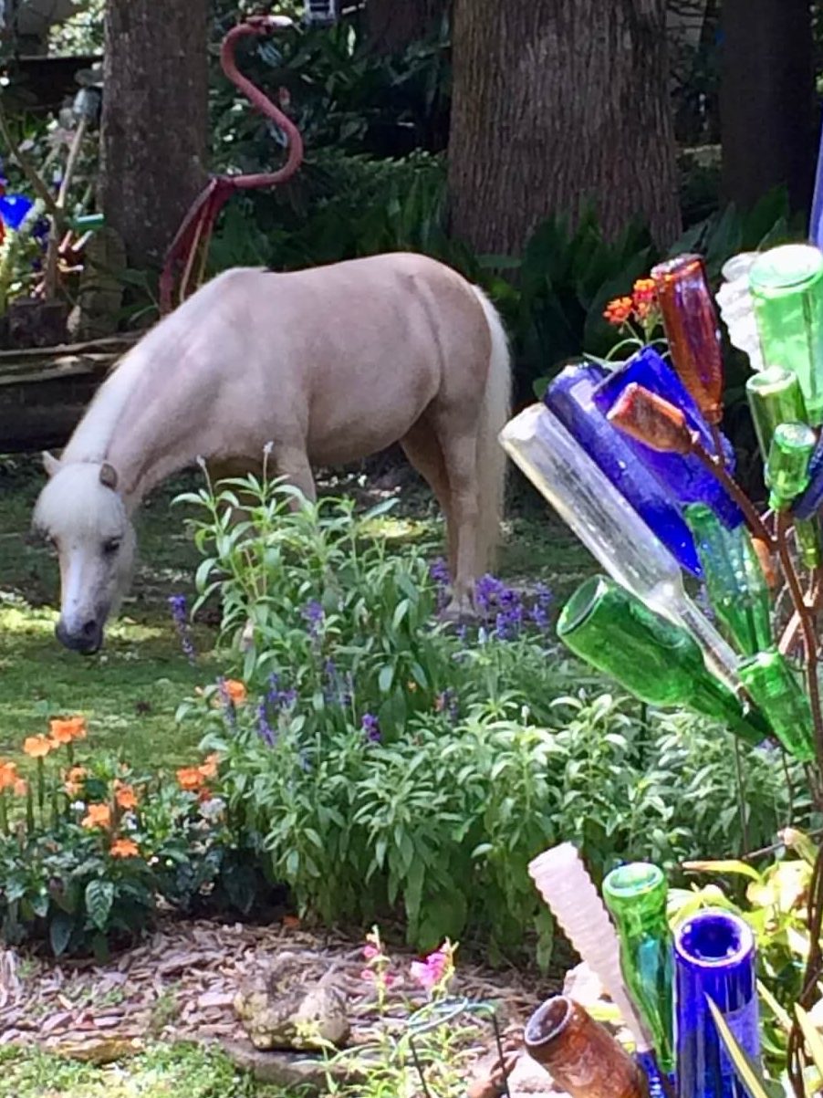 Willow the miniature horse and bottle tree