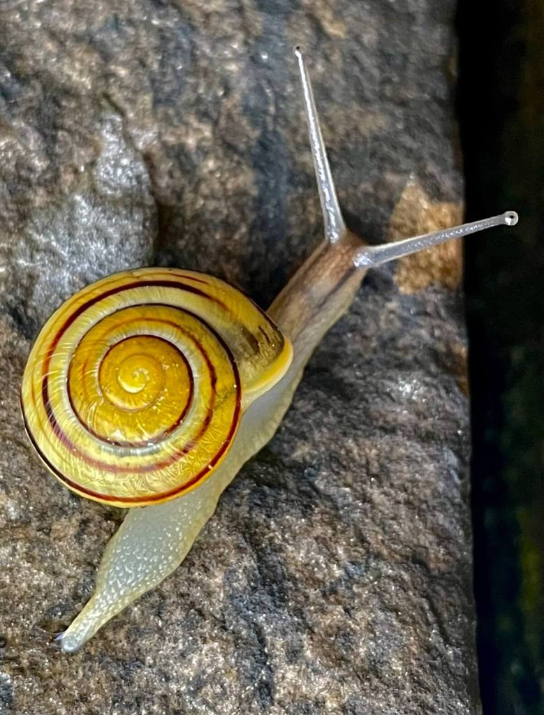 Mid-level chain of life: snail