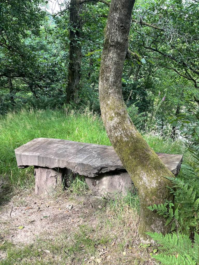 Rustic, rough-hewn woodland seating