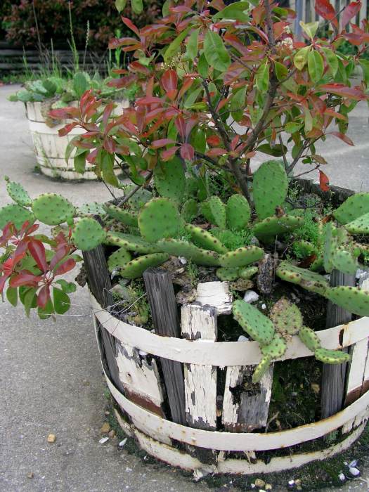 Half whiskey barrel turned into a planter, with crumbling sides