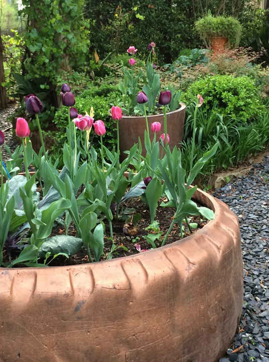 Rick Griffin's tractor tire painted copper and filled with tulips