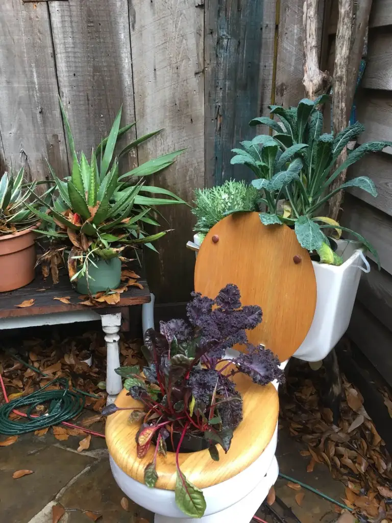 The salad bowl: toilet planter