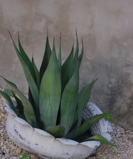 Tire planter and agave