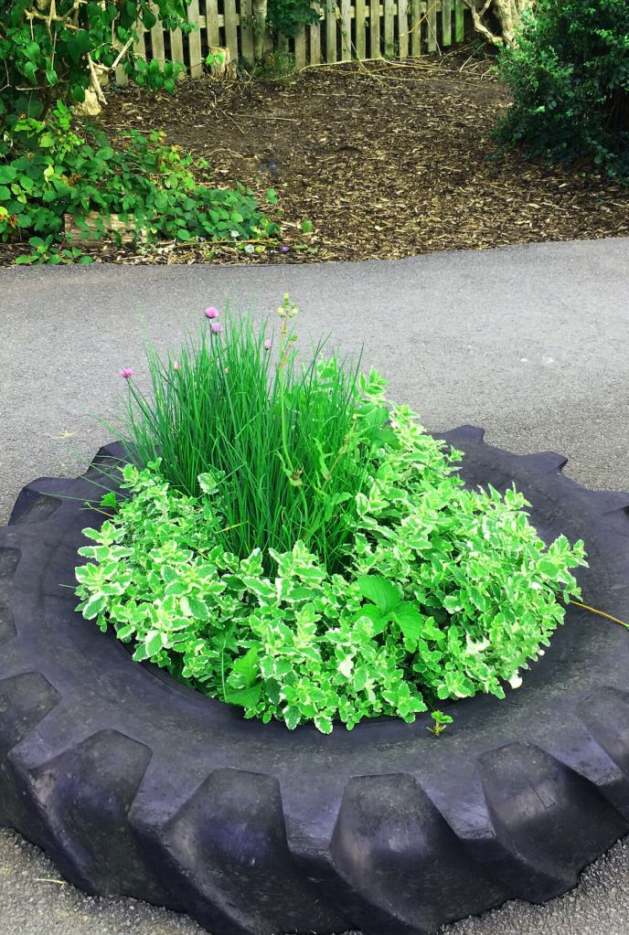 Herb garden planted inside a tractor tire